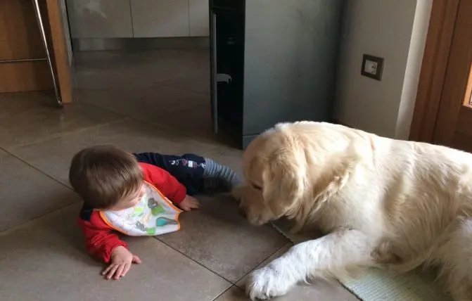 bambino disteso per terra di fianco al cane Golden retriver