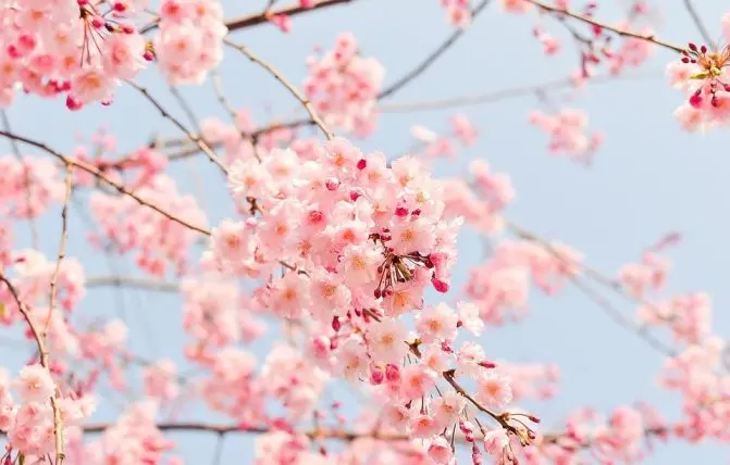 rami con fiori il cui polline alimenta le allergie stagionali