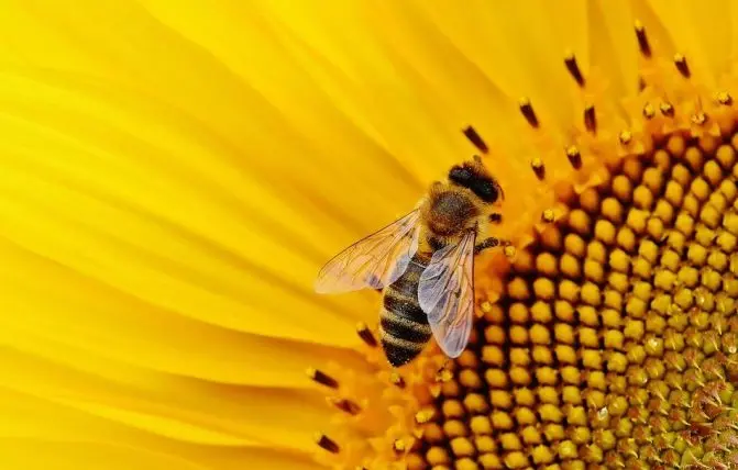 ape prende polline da fiore giallo