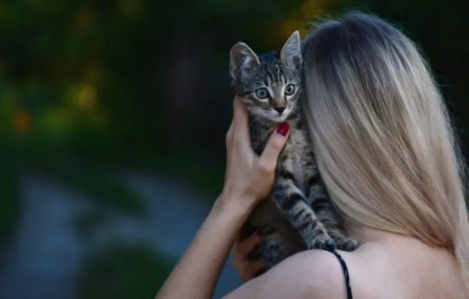 gattini appoggiato con le zampe anteriori sulla spalla di una donna con i capelli biondi