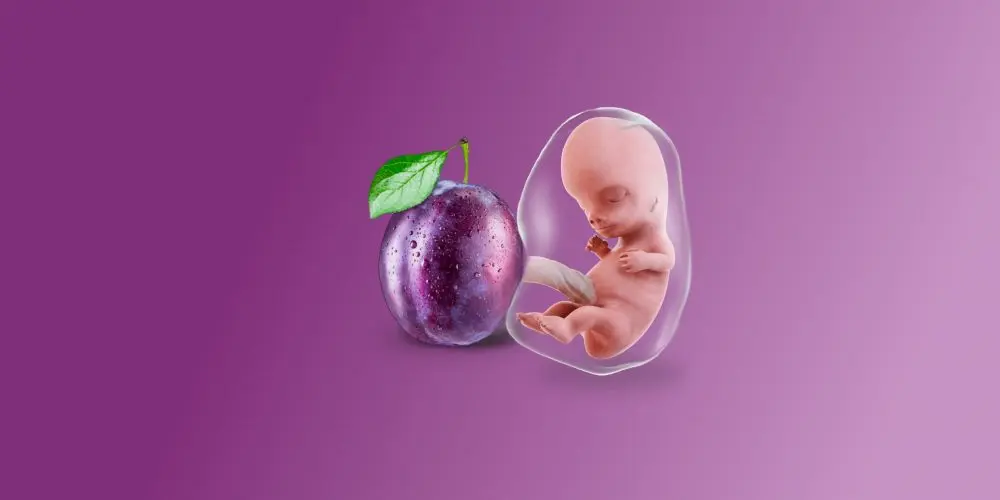 Dimensioni di una prugna del feto all'undicesima settimana di gravidanza
