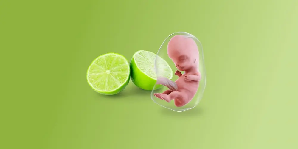 Dimensioni di un lime del feto alla dodicesima settimana di gravidanza