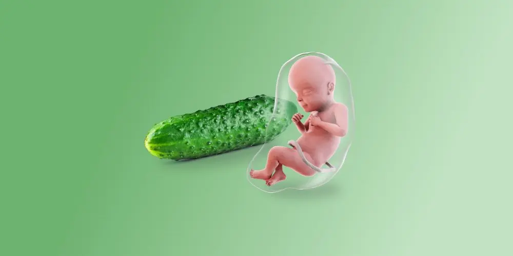 Dimensioni di un cetriolo del feto alla ventiquattresima settimana di gravidanza