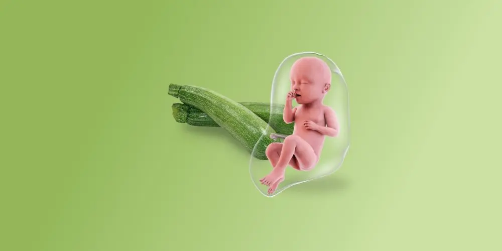 Dimensioni di una zucchina del feto alla ventinovesima settimana di gravidanza