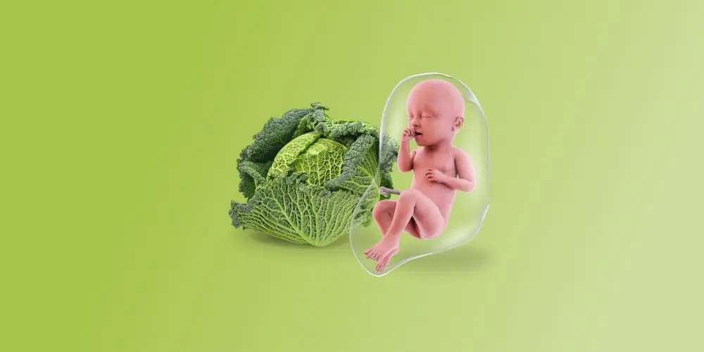 Dimensioni di una verza del feto alla trentaquattresima settimana di gravidanza