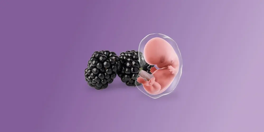 Dimensioni di una mora del feto alla nona settimana di gravidanza