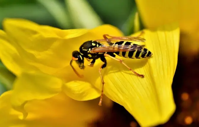 Vespa poggiata su un fiore
